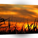 Sunset Grassy Roots A1 XLarge Canvas