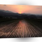 Sunset Rice Paddy Field A1 XLarge Canvas