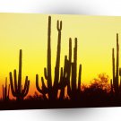Sunset Saguaro Cactus At A1 XLarge Canvas