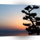 Sunset Specia Tree A1 XLarge Canvas