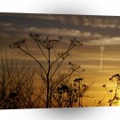 Sunset Summers Nature Glow A1 XLarge Canvas