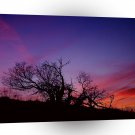 Sunset Tee Tree A1 XLarge Canvas