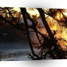 Sunset Tree Mist A1 XLarge Canvas