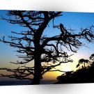 Sunset Treescape A1 XLarge Canvas