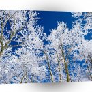 Tree A Frosty Afternoon A1 XLarge Canvas