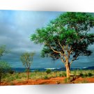 Tree African Landscape A1 XLarge Canvas