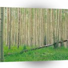 Tree Aspen Grove Colorado A1 XLarge Canvas