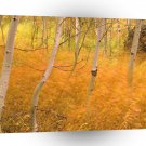 Tree Aspens And Windblown Grasses Idaho A1 XLarge Canvas