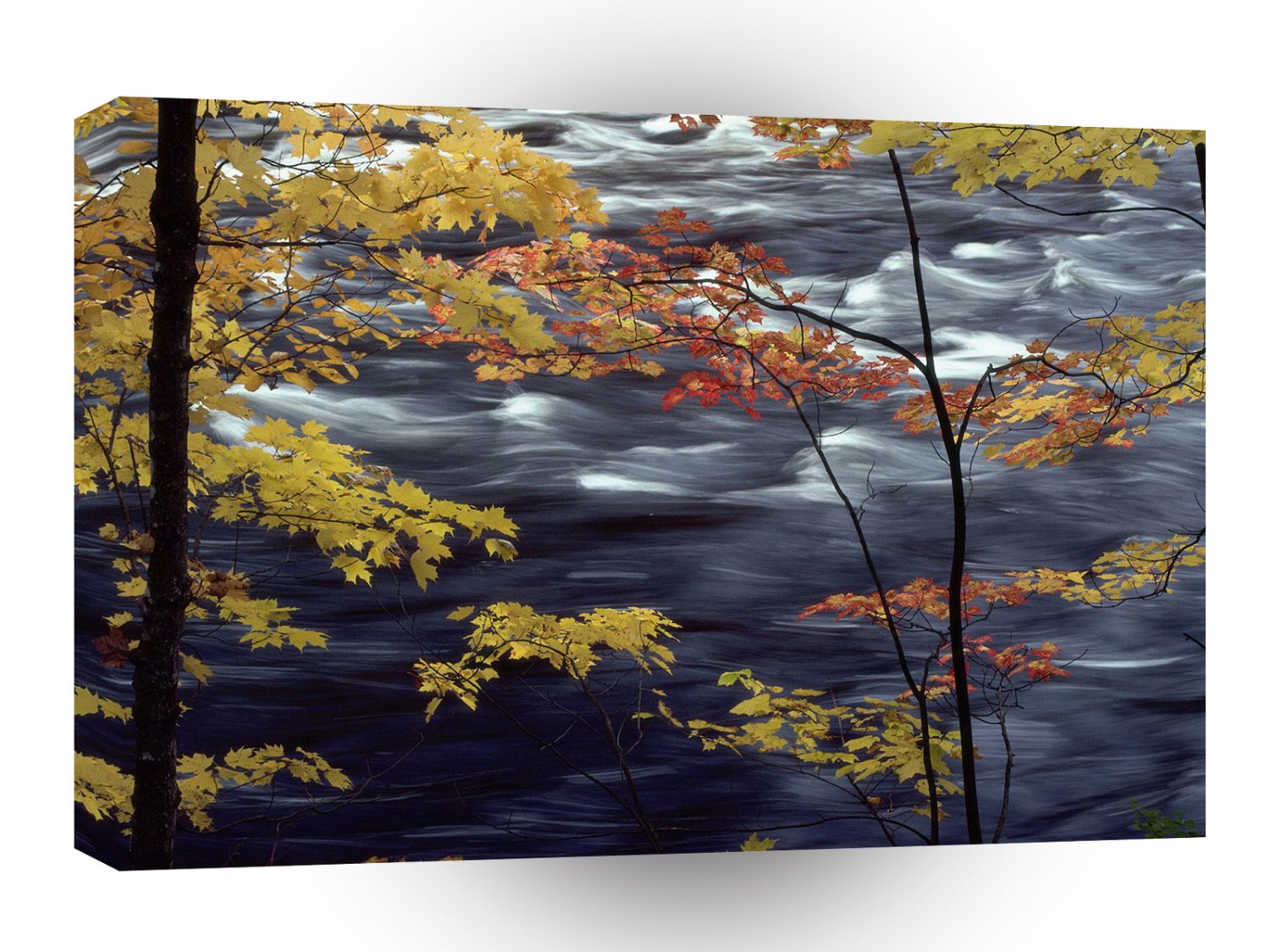 Tree Autumn A Rushing River A1 XLarge Canvas