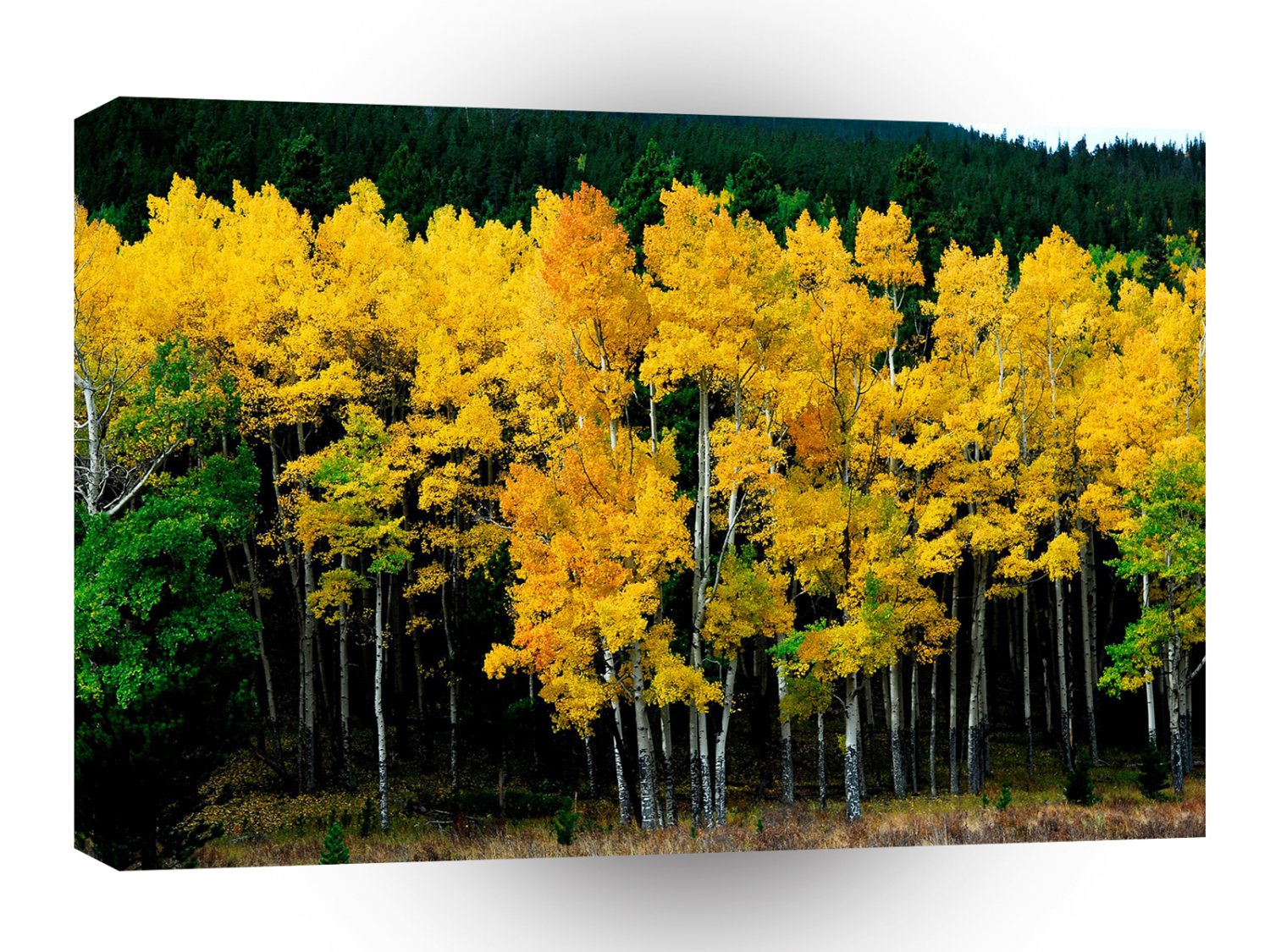 Tree Autumn Birch A1 XLarge Canvas