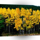 Tree Autumn Birch A1 XLarge Canvas