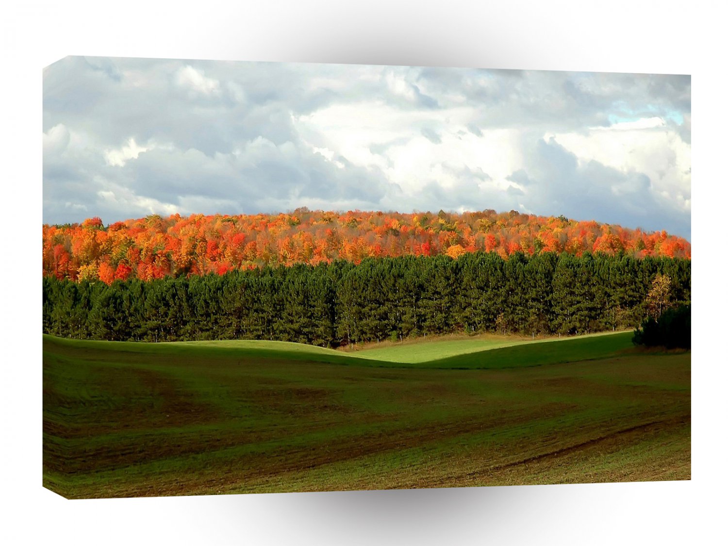 Tree Autumn Fields A1 XLarge Canvas