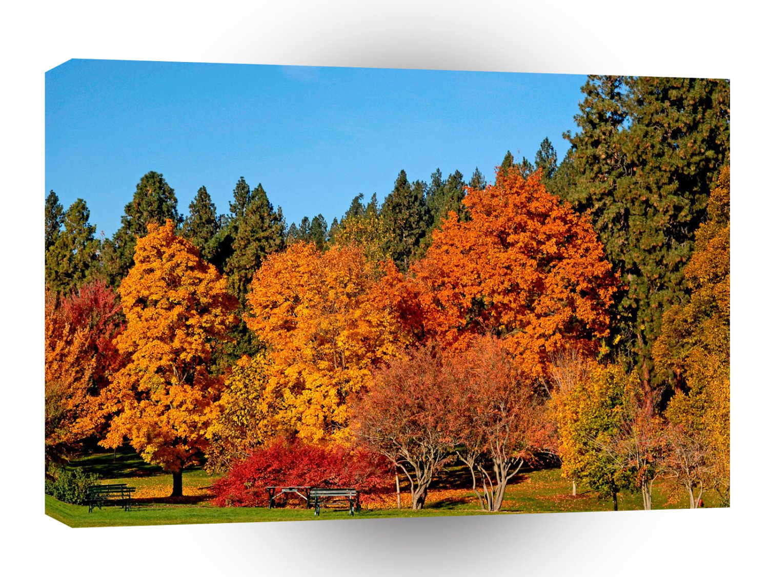 Tree Autumn Land A1 XLarge Canvas