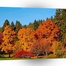 Tree Autumn Land A1 XLarge Canvas