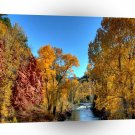 Tree Autumn Leaves River A1 XLarge Canvas