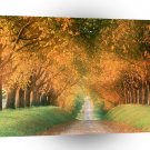 Tree Autumn Road France A1 XLarge Canvas