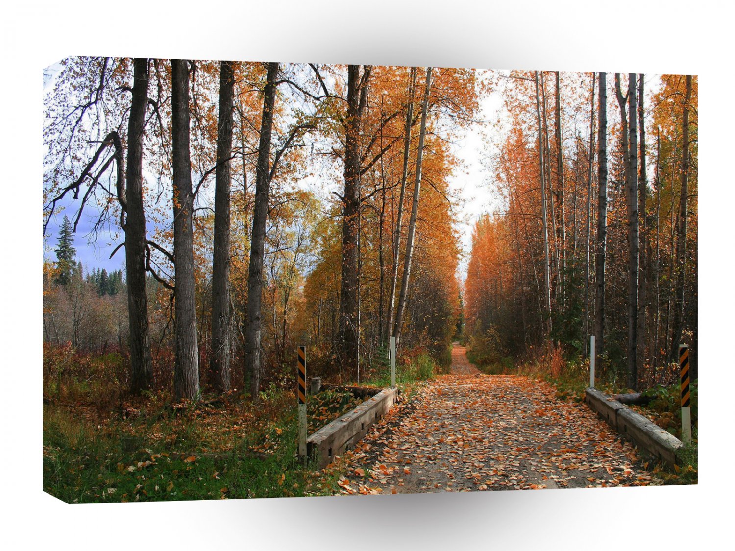 Tree Autumn Shade A1 XLarge Canvas