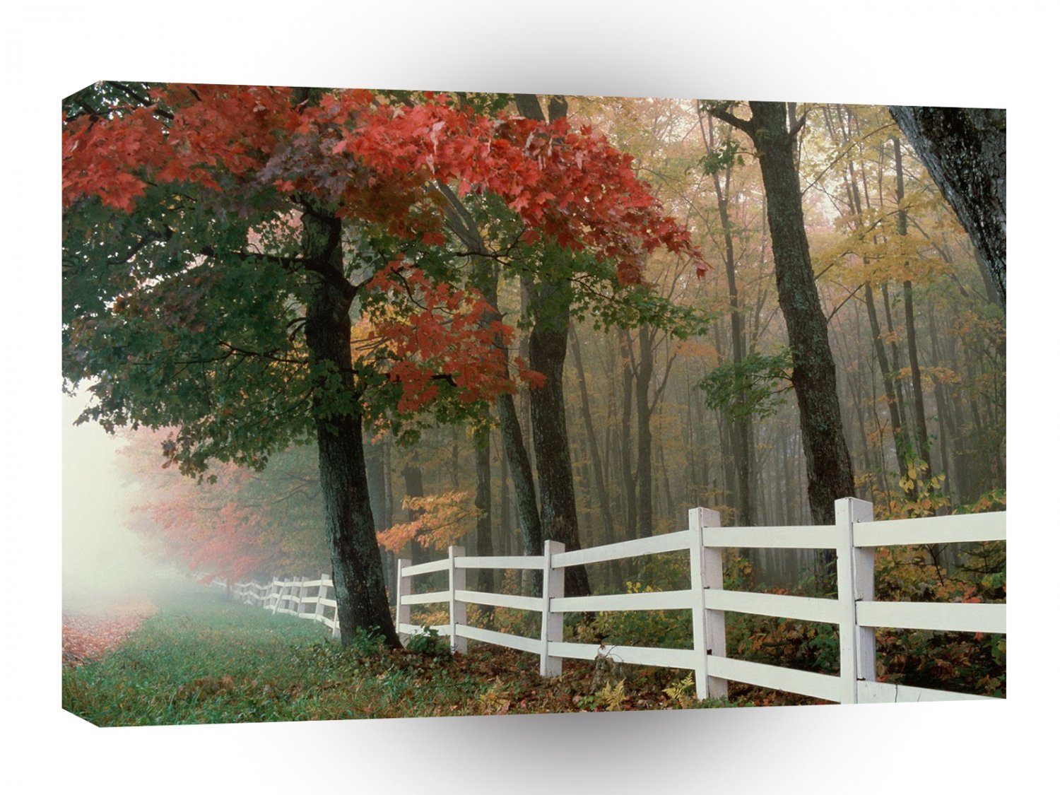 Tree Autumn Splendor A1 XLarge Canvas
