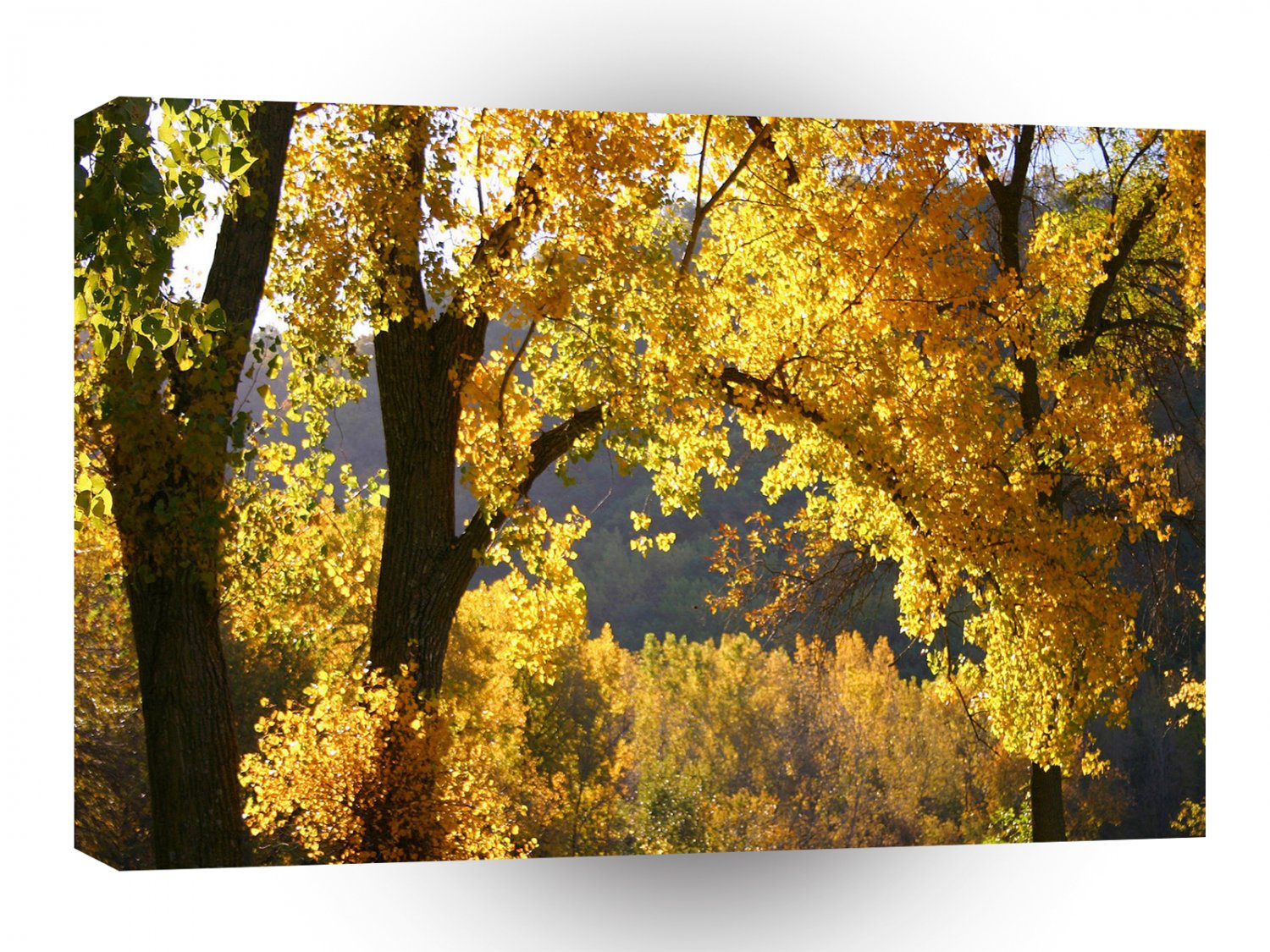 Tree Autumn Yellow A1 XLarge Canvas