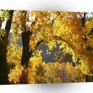 Tree Autumn Yellow A1 XLarge Canvas