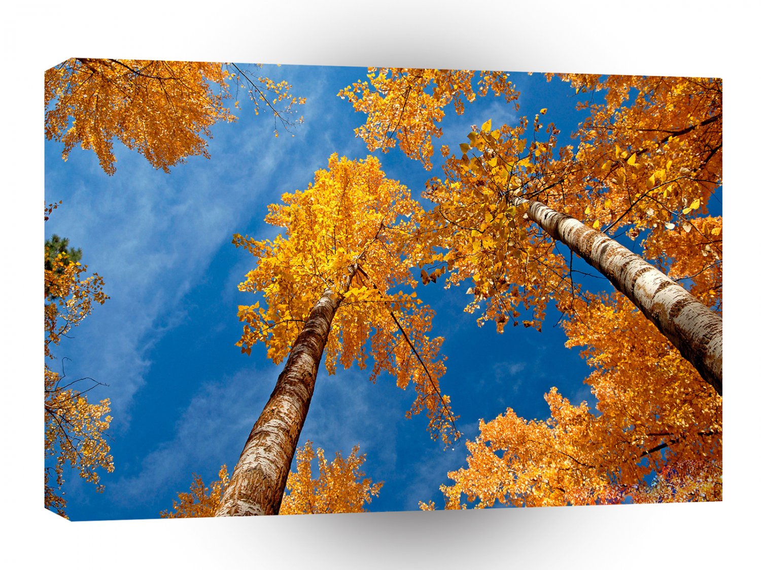 Tree Autums Woods Sky A1 XLarge Canvas