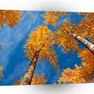 Tree Autums Woods Sky A1 XLarge Canvas