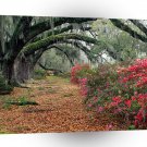 Tree Azaleas And Live Oaks Plantation A1 XLarge Canvas