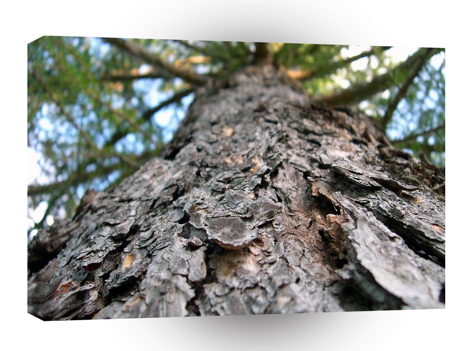 Tree Bark Up The Right A1 XLarge Canvas