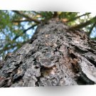Tree Bark Up The Right A1 XLarge Canvas