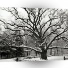 Tree Bedford Oak New York City A1 XLarge Canvas