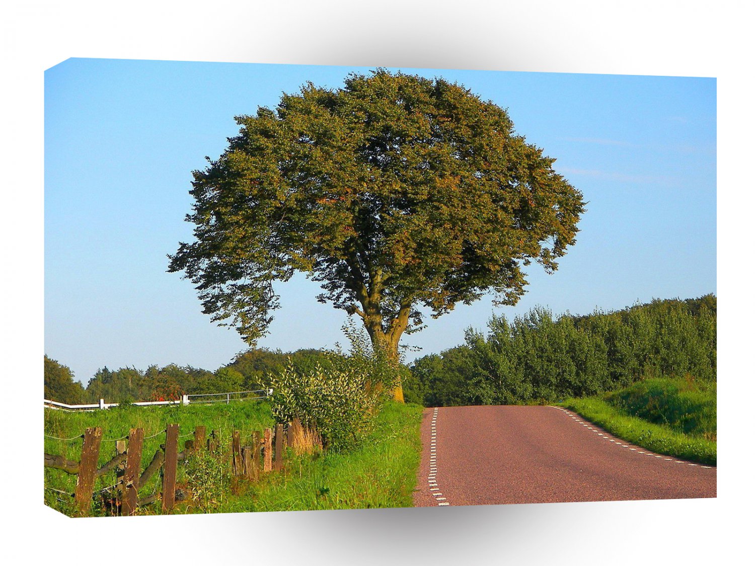 Tree Beech Road A1 XLarge Canvas