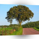 Tree Beech Road A1 XLarge Canvas