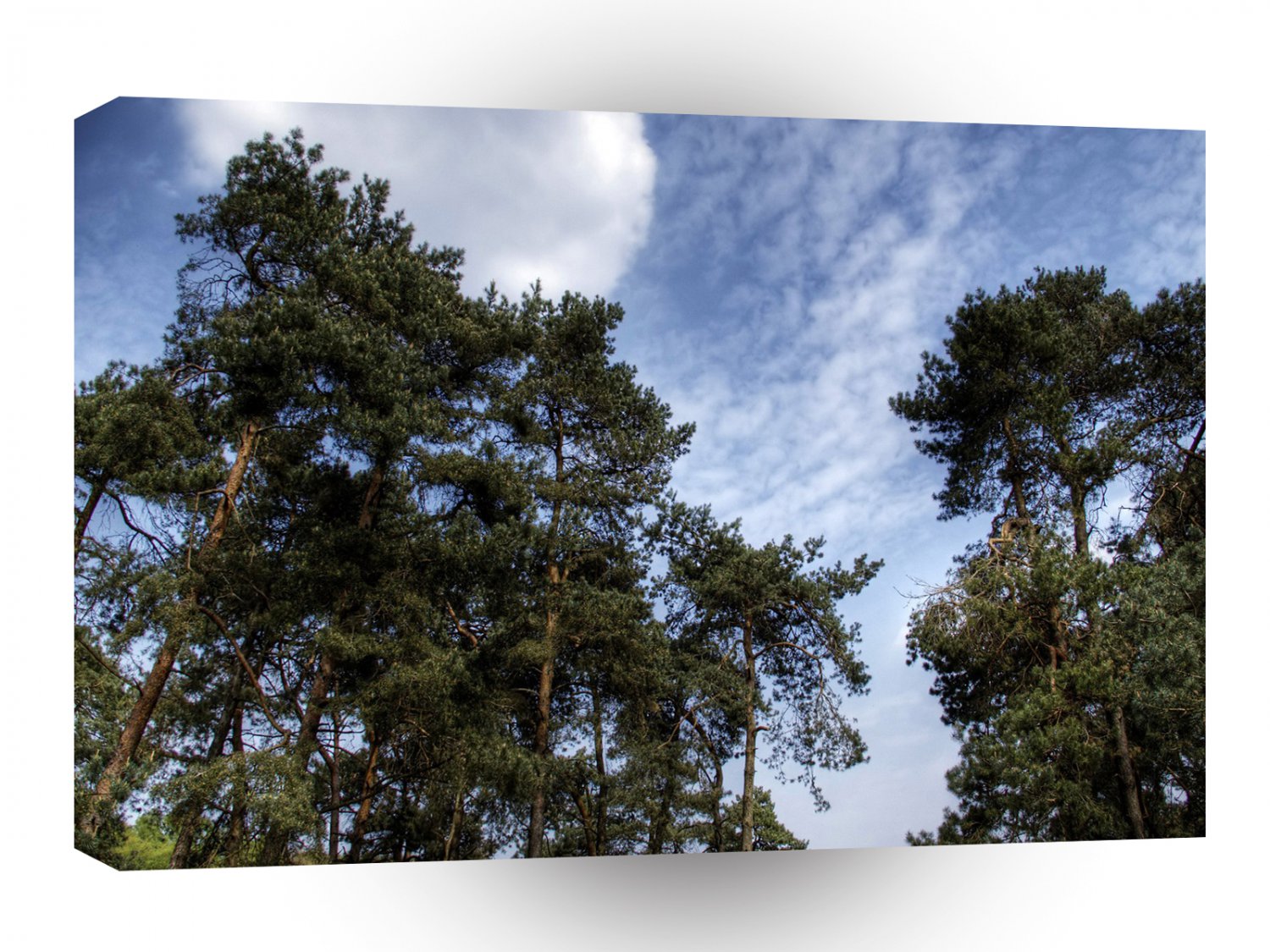 Tree Blue Pines A1 XLarge Canvas