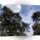 Tree Blue Pines A1 XLarge Canvas
