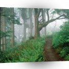 Tree Cape Lookout Woods A1 XLarge Canvas