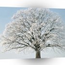 Tree Change Of Season A1 XLarge Canvas