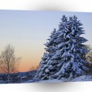 Tree Christmas Night A1 XLarge Canvas