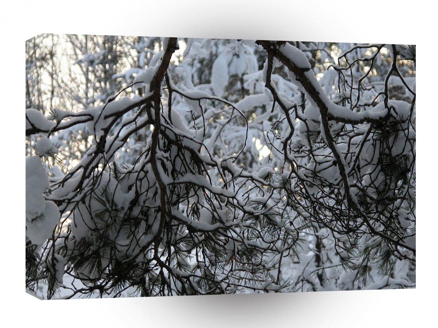 Tree Cold Branches A1 XLarge Canvas