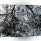 Tree Cold Branches A1 XLarge Canvas