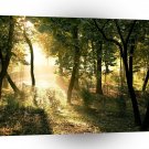Tree Dawn In Madrid A1 XLarge Canvas