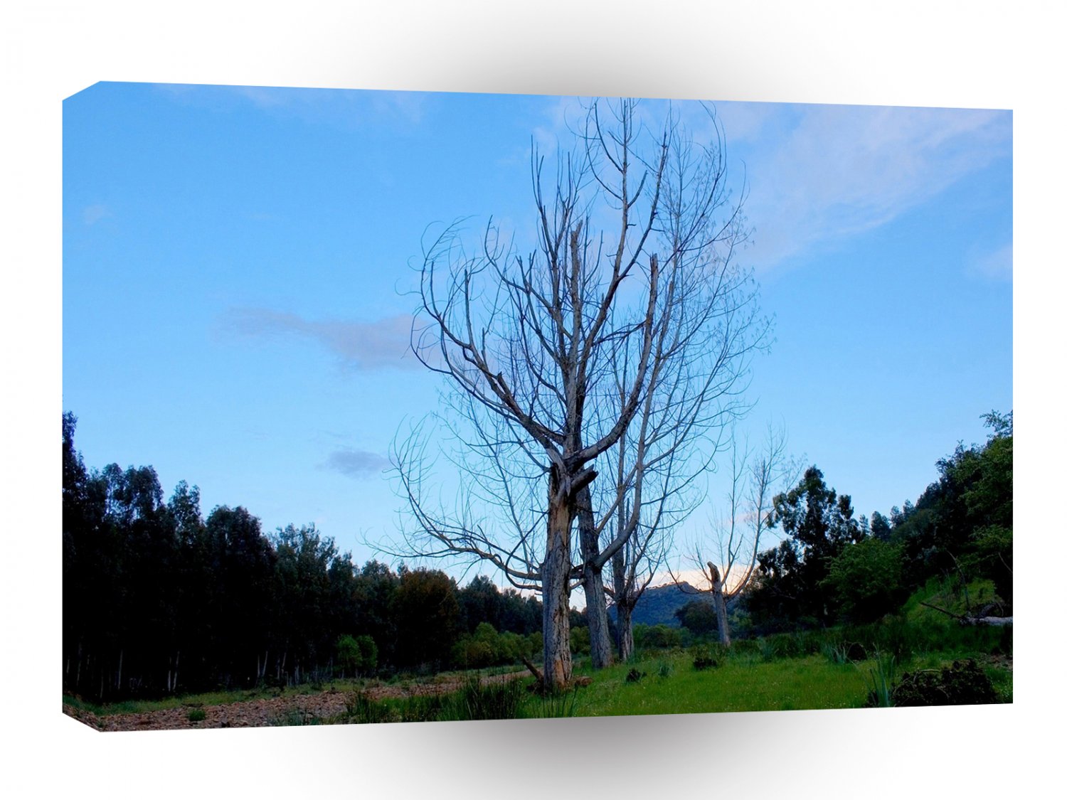 Tree Deadwood A1 XLarge Canvas