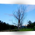 Tree Deadwood A1 XLarge Canvas