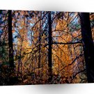 Tree Deep In Fall A1 XLarge Canvas