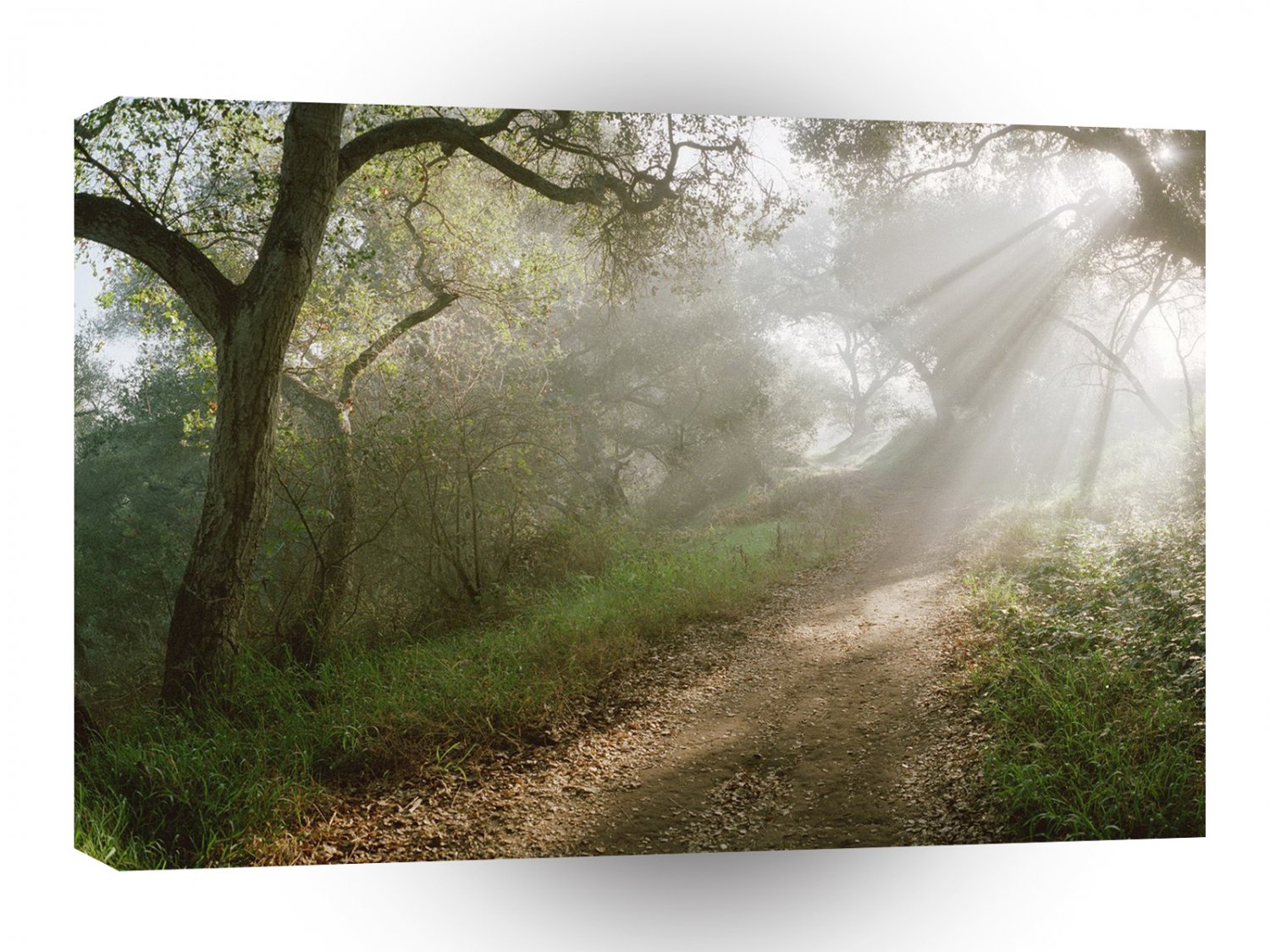 Tree Douglas Preserve Santa Barbara A1 XLarge Canvas