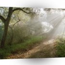 Tree Douglas Preserve Santa Barbara A1 XLarge Canvas