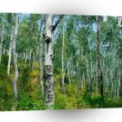 Tree Dreaming Of Birch A1 XLarge Canvas