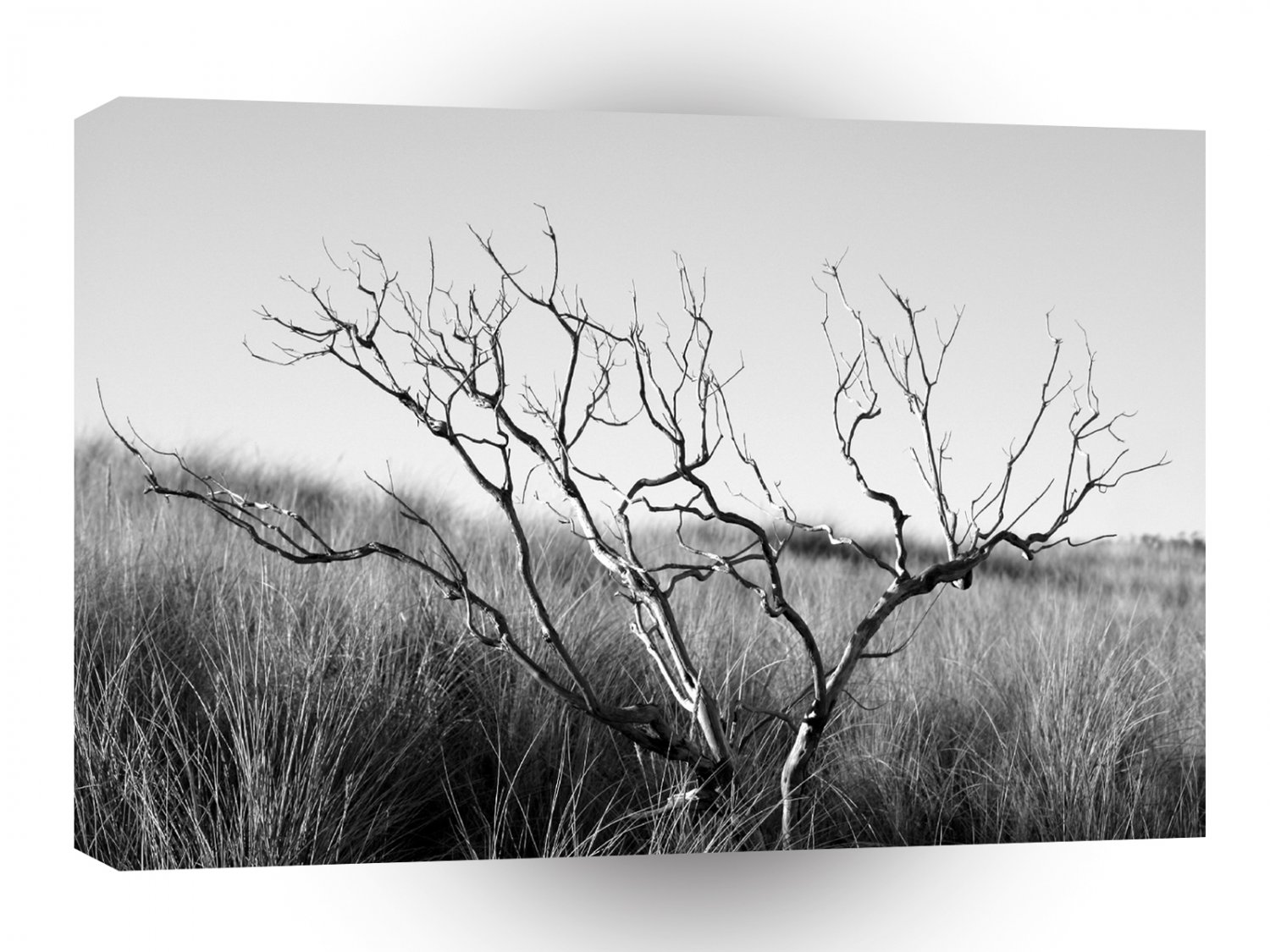 Tree Drywood A1 XLarge Canvas