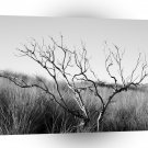 Tree Drywood A1 XLarge Canvas