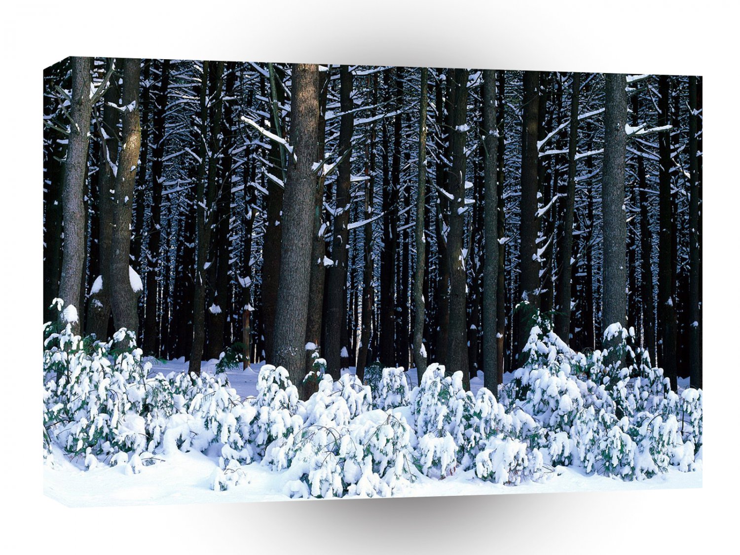 Tree Eastern White Pine Pocono A1 XLarge Canvas