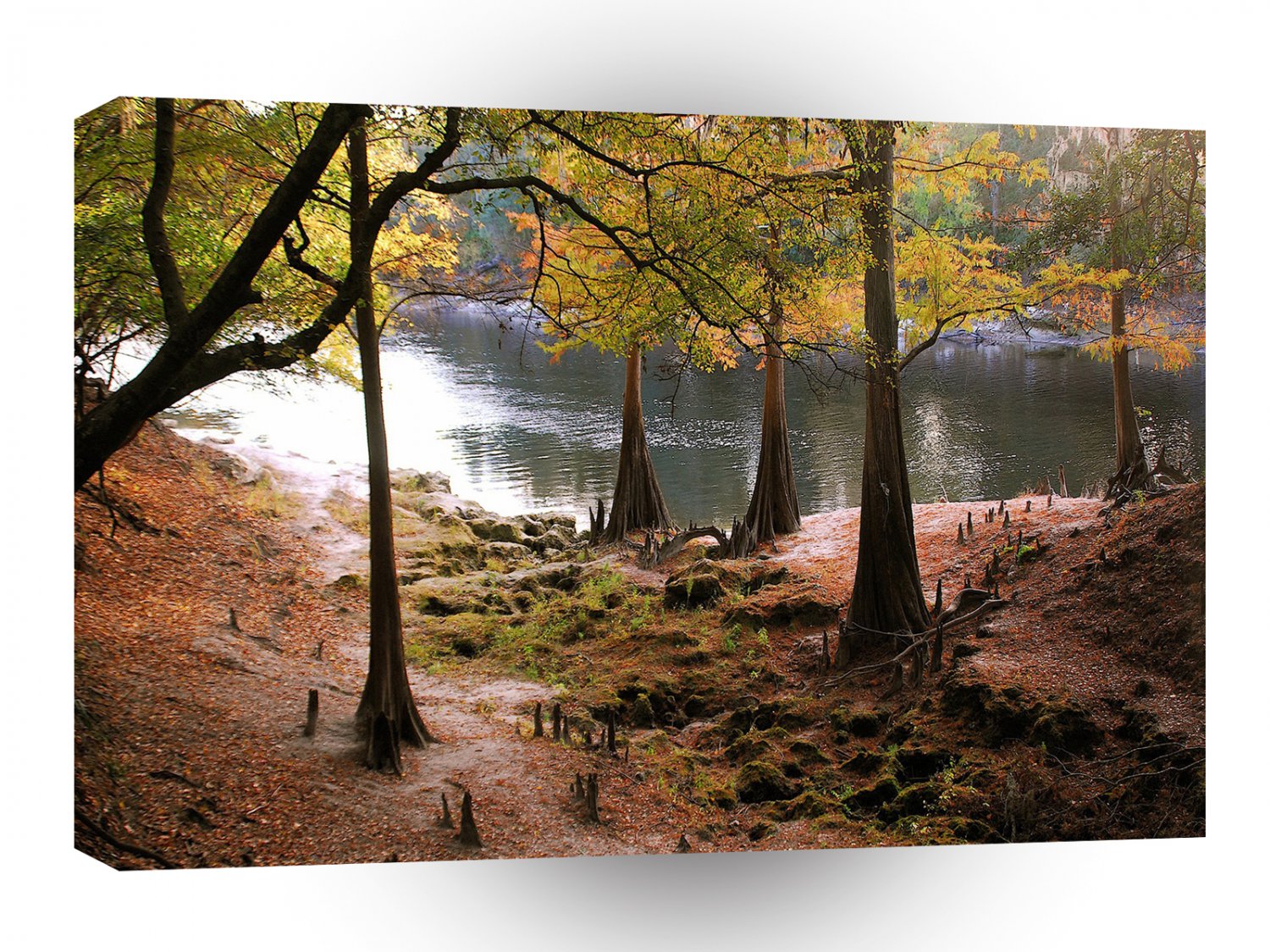 Tree Fall On Calm River A1 XLarge Canvas